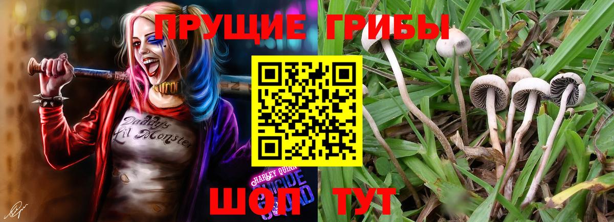 Галлюциногенные грибы GOLDEN TEACHER  Вход с VPN  Галлюциногенные грибы Cubensis  Россия 
